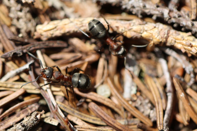 Ameisen auf Ameisenhaufen